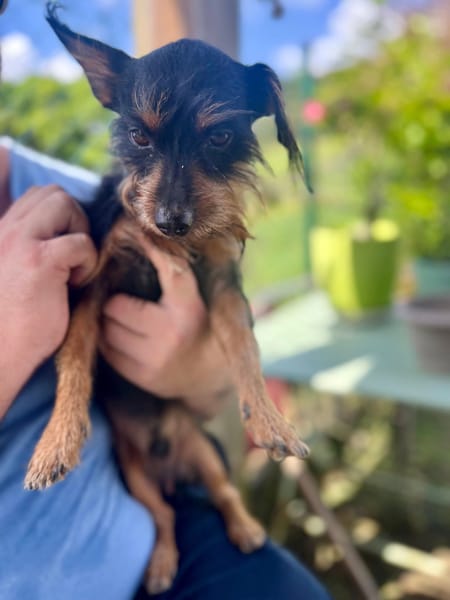 Mogwai, mâle X yorkshire terrier né le 10/10/2023🐶