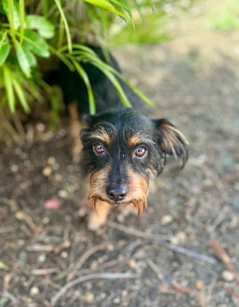 Mogwai, mâle X yorkshire terrier né le 10/10/2023🐶