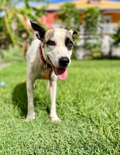 Hanae, femelle croisée berger, née le 03/11/2023 🐶