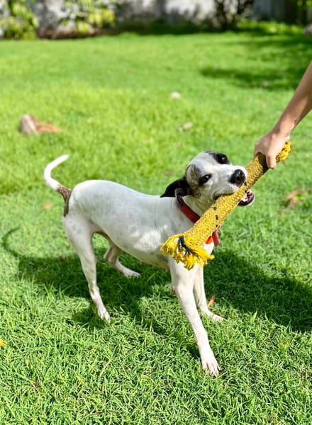 Hanae, femelle croisée berger, née le 03/11/2023 🐶