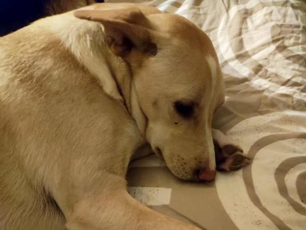 Gribouille, femelle croisée berger, née le 25/10/2024