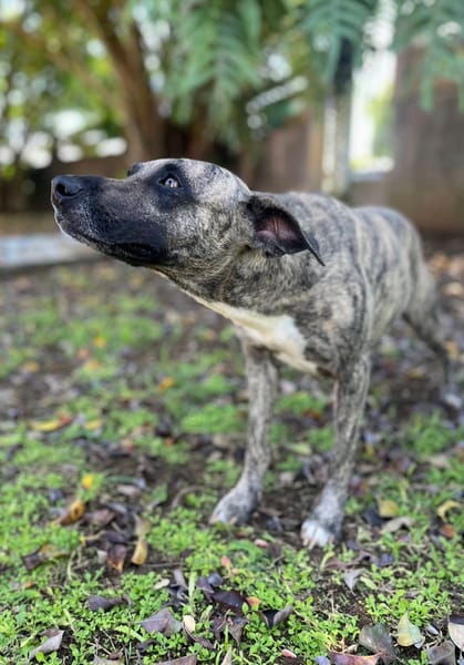 Donna, femelle, croisée berger, née le 10/09/2023