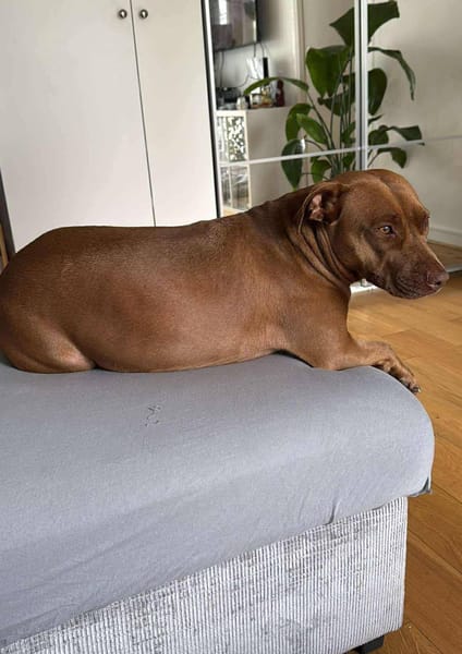 Brooklyn, femelle, Berger X Staffordshire Terrier (Décatégorisée par diagnose), née le 20/04/2022