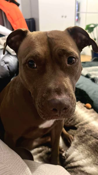 Brooklyn, femelle, Berger X Staffordshire Terrier (Décatégorisée par diagnose), née le 20/04/2022