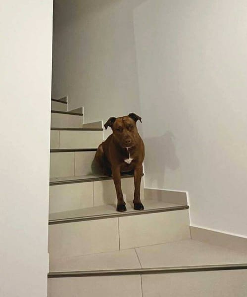 Brooklyn, femelle, Berger X Staffordshire Terrier (Décatégorisée par diagnose), née le 20/04/2022