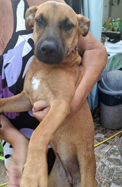 Ava, femelle, croisée berger, née le 25/04/2025