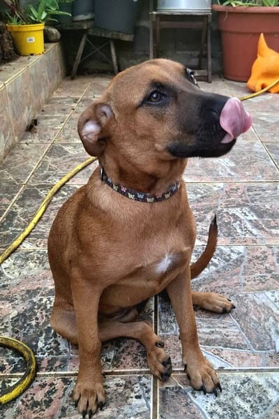 Ava, femelle, croisée berger, née le 25/04/2025