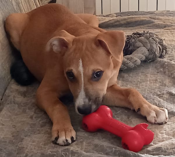 Spooky, mâle croisé berger, né le 15/06/2025🐶