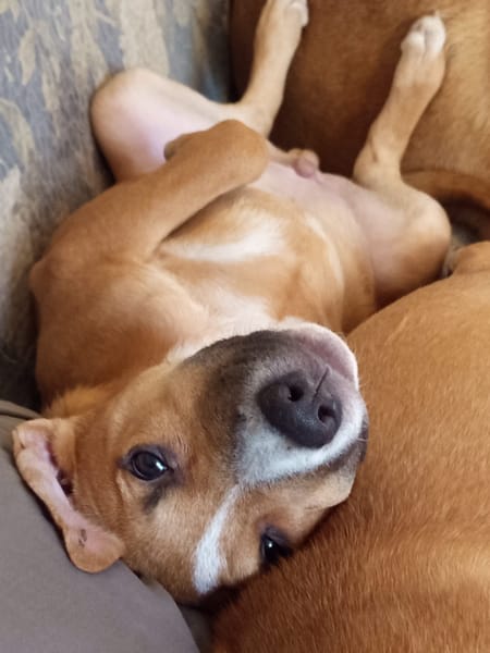 Spooky, mâle croisé berger, né le 15/06/2025🐶