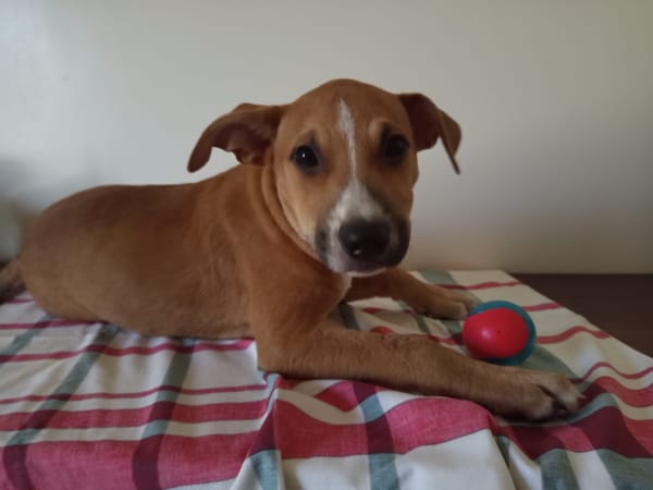 Spooky, mâle croisé berger, né le 15/06/2025🐶