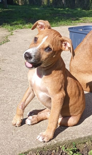 Spooky, mâle croisé berger, né le 15/06/2025🐶