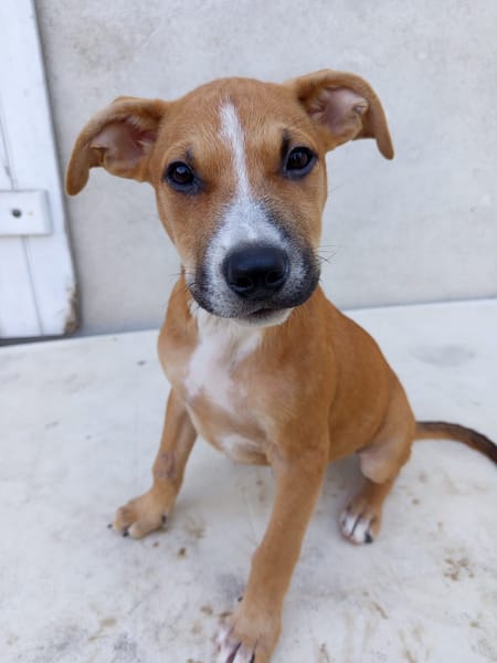 Spooky, mâle croisé berger, né le 15/06/2025🐶