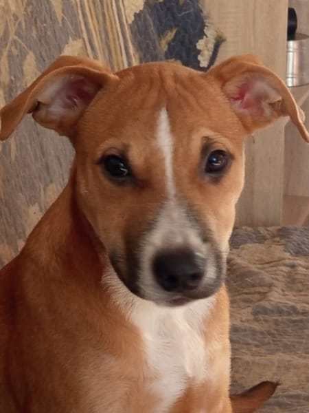 Spooky, mâle croisé berger, né le 15/06/2025🐶