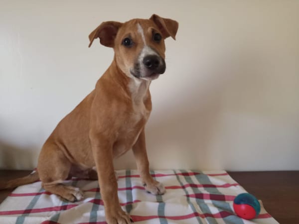 Spooky, mâle croisé berger, né le 15/06/2025🐶