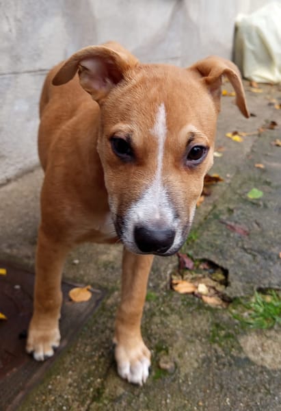 Spooky, mâle croisé berger, né le 15/06/2025🐶