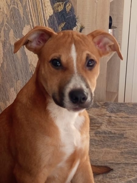 Spooky, mâle croisé berger, né le 15/06/2025🐶