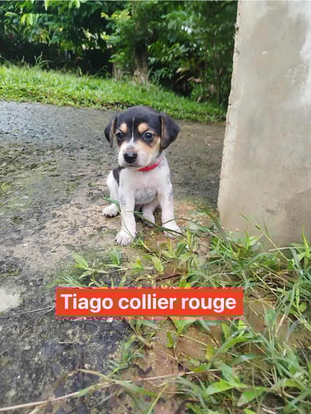 Tiago, aux mille sourires