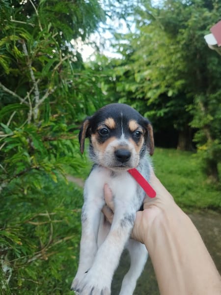 Tiago, aux mille sourires