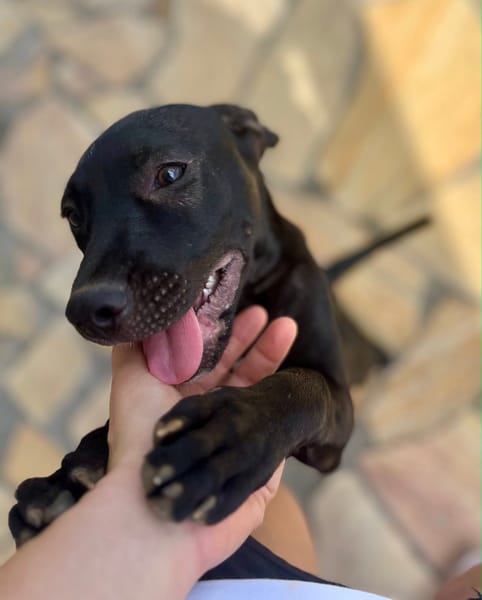 Rose, femelle croisée créole, née le 25/06/2025 🐶