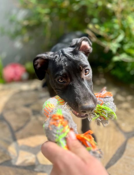 Rose, femelle croisée créole, née le 25/06/2025 🐶
