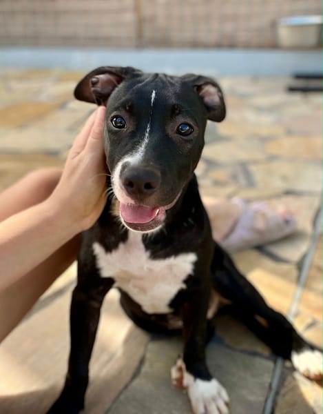 Iris, femelle croisée créole, née le 25/06/2025 🐶