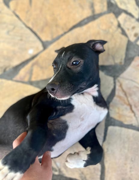 Iris, femelle croisée créole, née le 25/06/2025 🐶