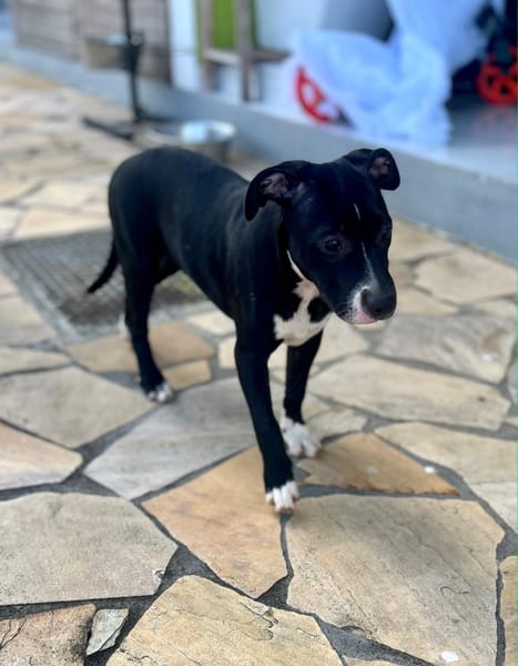 Iris, femelle croisée créole, née le 25/06/2025 🐶