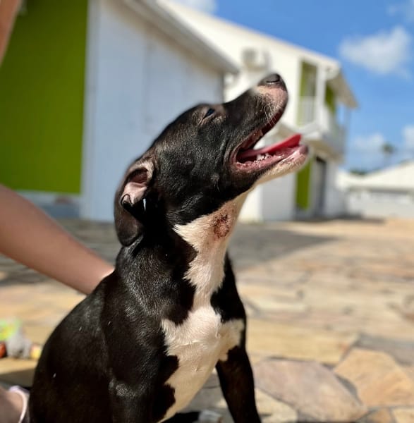 Iris, femelle croisée créole, née le 25/06/2025 🐶