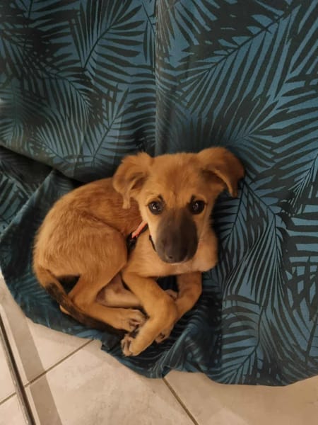 Ginger, femelle X berger née le 15/07/2025