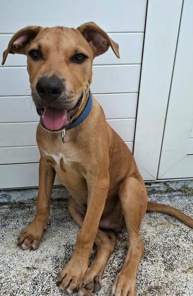 Barton, mâle croisé berger, né le 15/06/2025 🐶