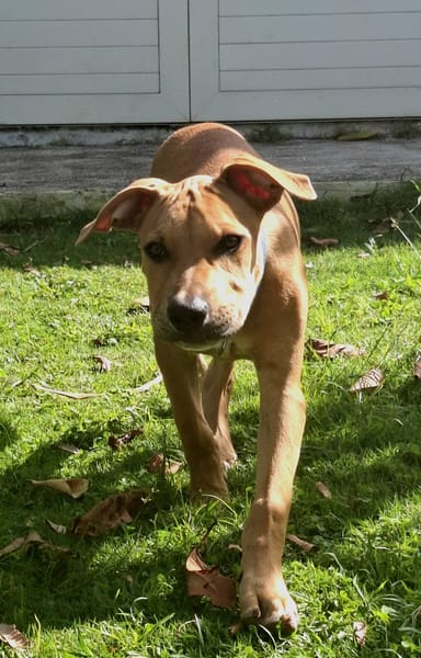 Barton, mâle croisé berger, né le 15/06/2025 🐶