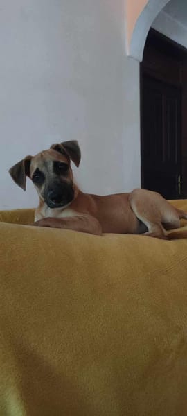 Anuka, femelle berger, née le 15/06/2025 🐶