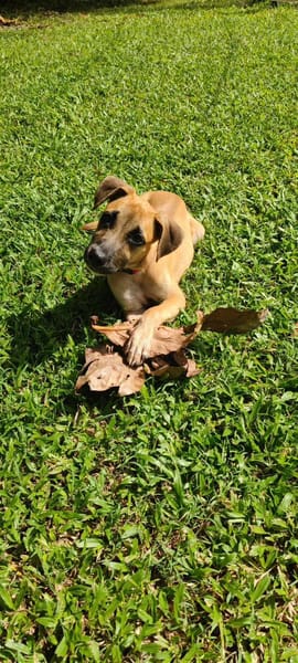 Anuka, femelle berger, née le 15/06/2025 🐶