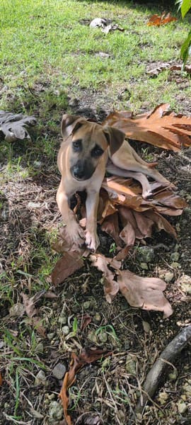 Anuka, femelle berger, née le 15/06/2025 🐶