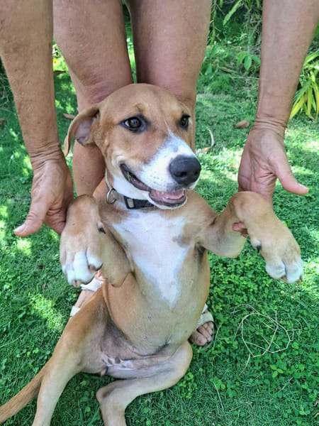 Aéla, femelle croisée berger, née le 15/06/2025 🐶