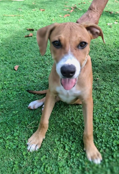 Aéla, femelle croisée berger, née le 15/06/2025 🐶