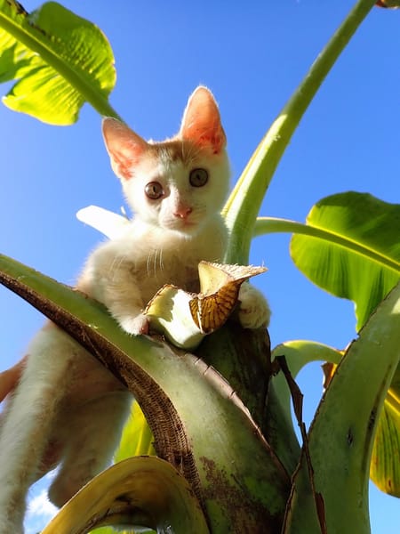 WAKOU, chaton européen