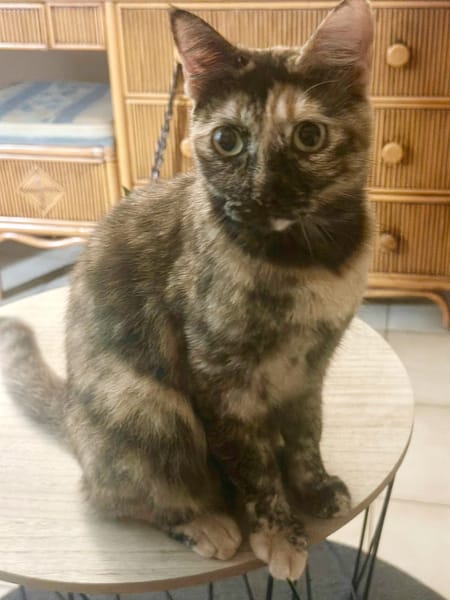 SPHINXY, chat femelle européen