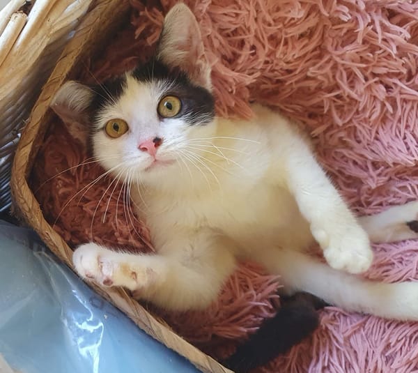 KALICY, chaton femelle européen