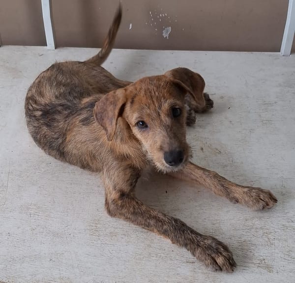 TEQUILA, chiot femelle croisée