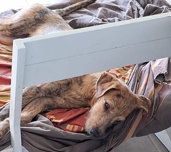 TEQUILA, chiot femelle croisée