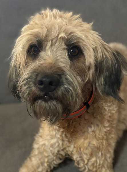 CHAPLIN,  Croisé Griffon Créole junior