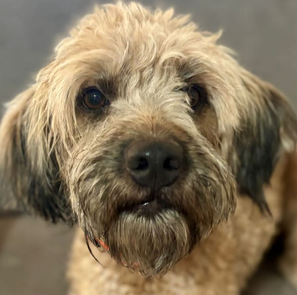 CHAPLIN,  Croisé Griffon Créole junior