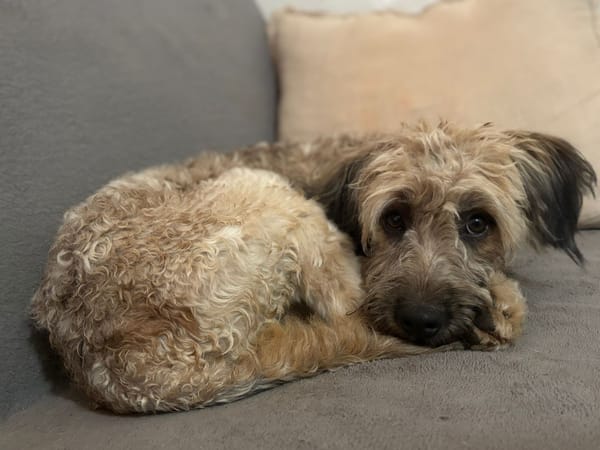 CHAPLIN,  Croisé Griffon Créole junior