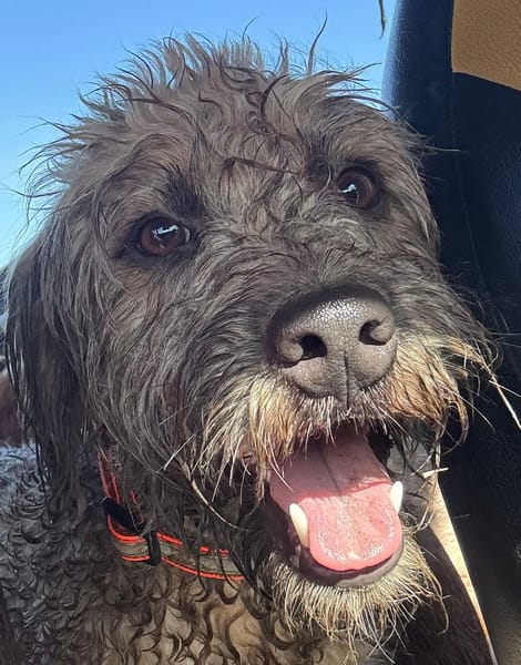 CHAPLIN,  Croisé Griffon Créole junior