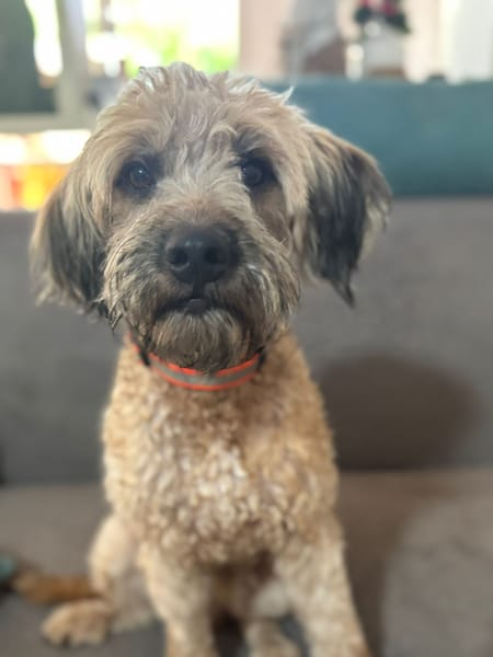CHAPLIN,  Croisé Griffon Créole junior