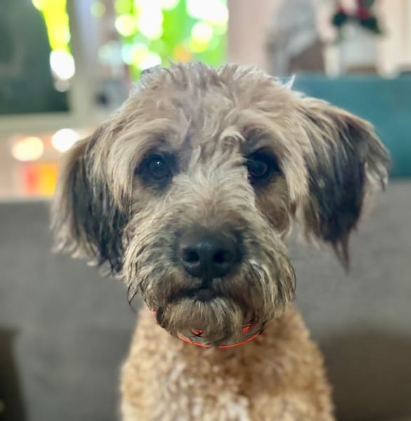 CHAPLIN,  Croisé Griffon Créole junior