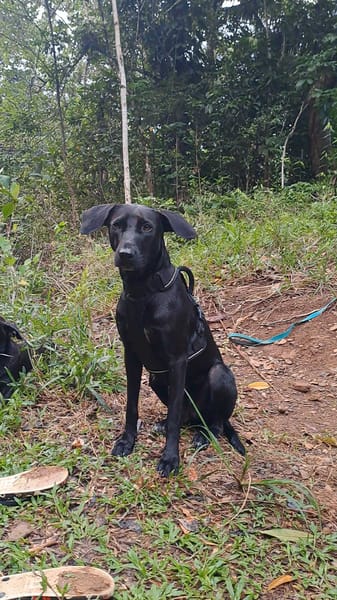 🐾 À L’ADOPTION – TESSY, la maman au grand cœur et à la beauté éclatante ! 🐾