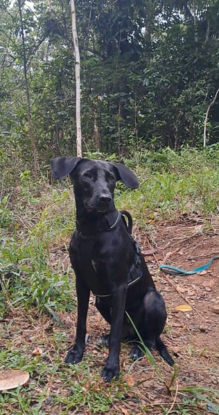 🐾 À L’ADOPTION – TESSY, la maman au grand cœur et à la beauté éclatante ! 🐾