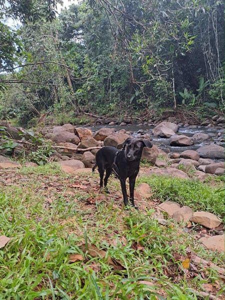 🐾 À L’ADOPTION – TESSY, la maman au grand cœur et à la beauté éclatante ! 🐾
